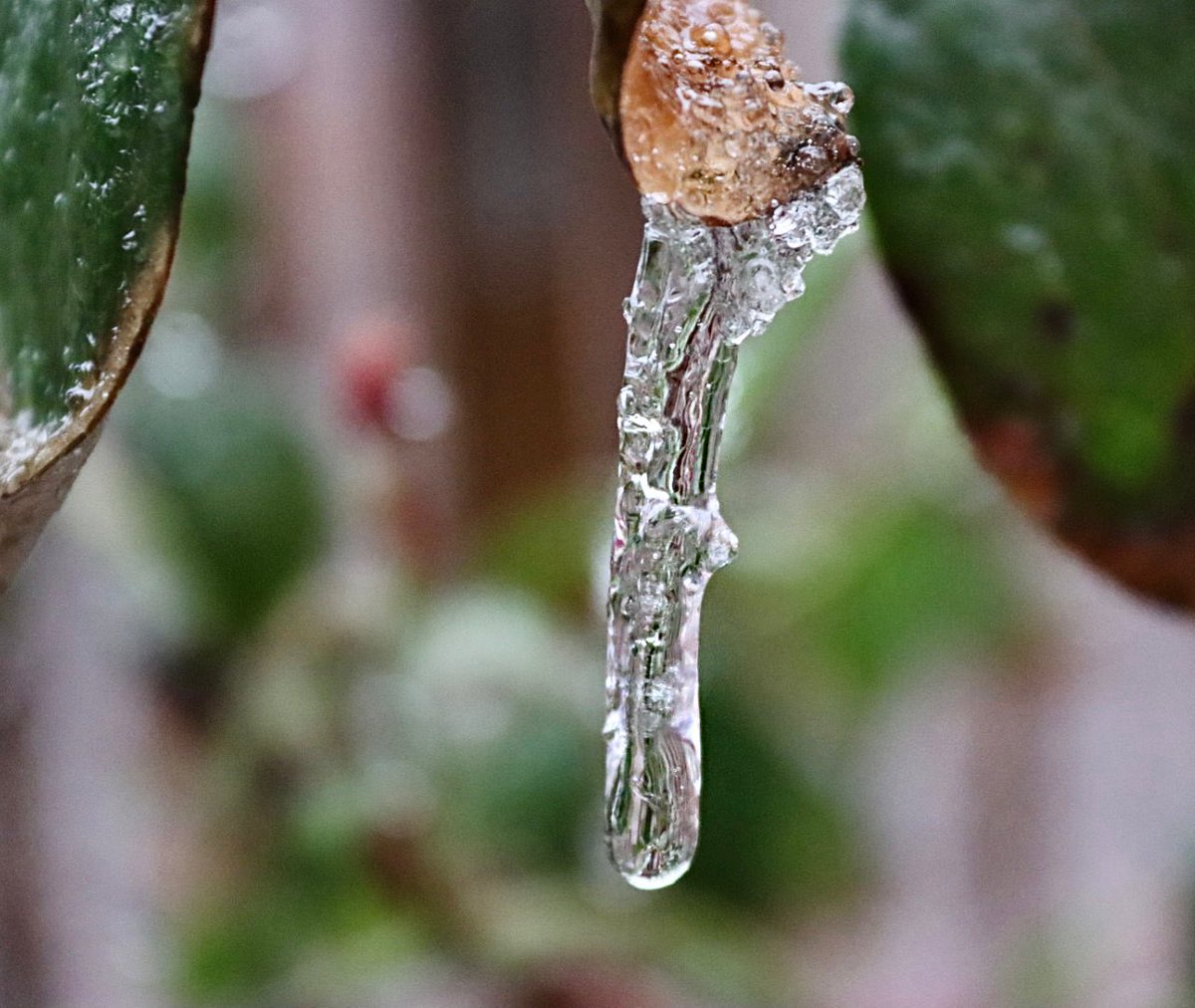 CandiceTrimble's tweet photo. I was hoping for some snow but I decided to romanticize the ice accumulation we got instead #FrontRoyal #VA 😍🧊✨ @BobVanDillen @spann @capitalweather @WeatherNation @weatherchannel @StormHour @CanonUSA @dougkammerer @JimCantore @usatodayweather https://t.co/KYyAO5SQu2