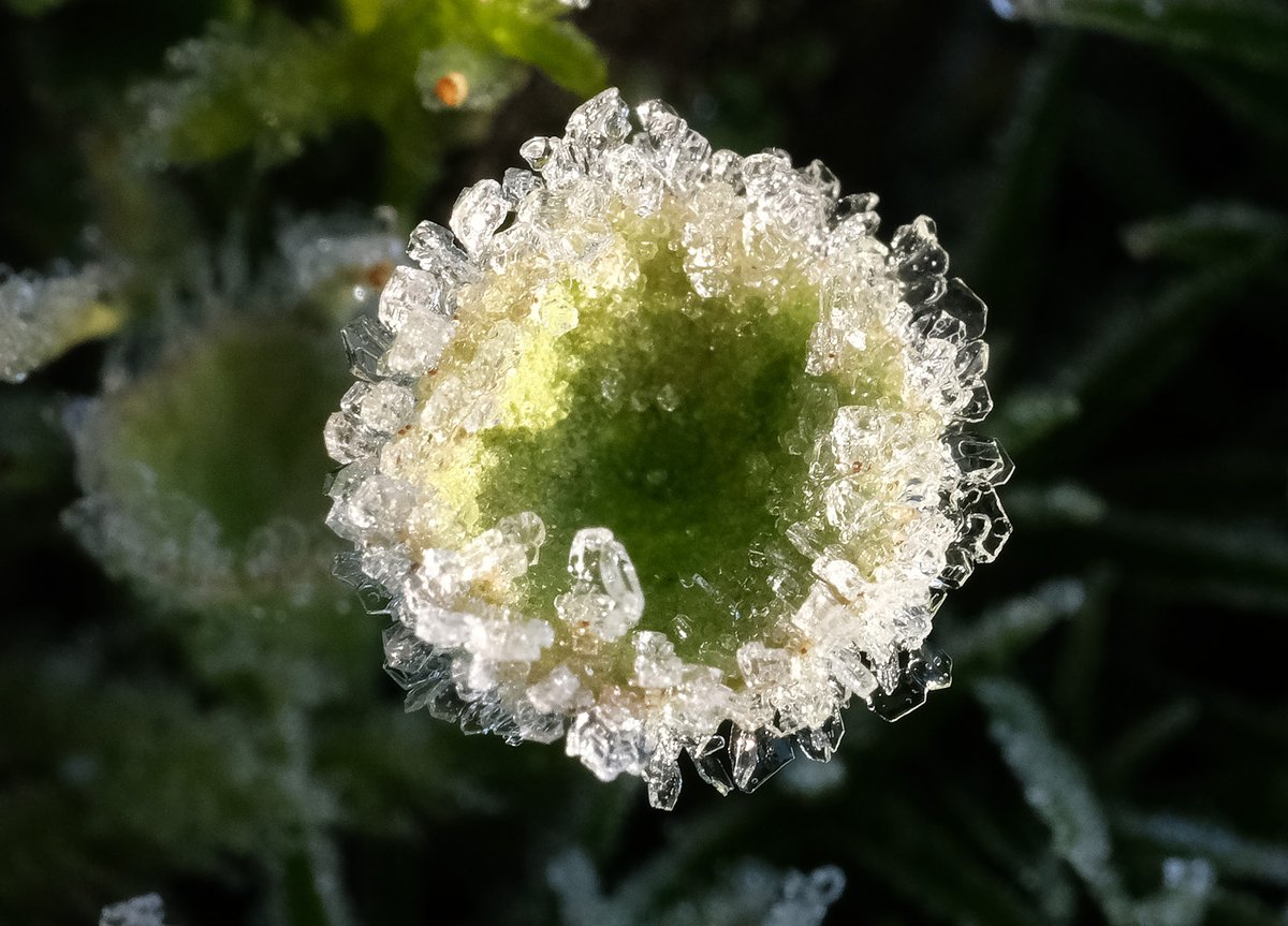 scotfot's tweet photo. hoar frost on pixie cups https://t.co/qUu9MVa0Je