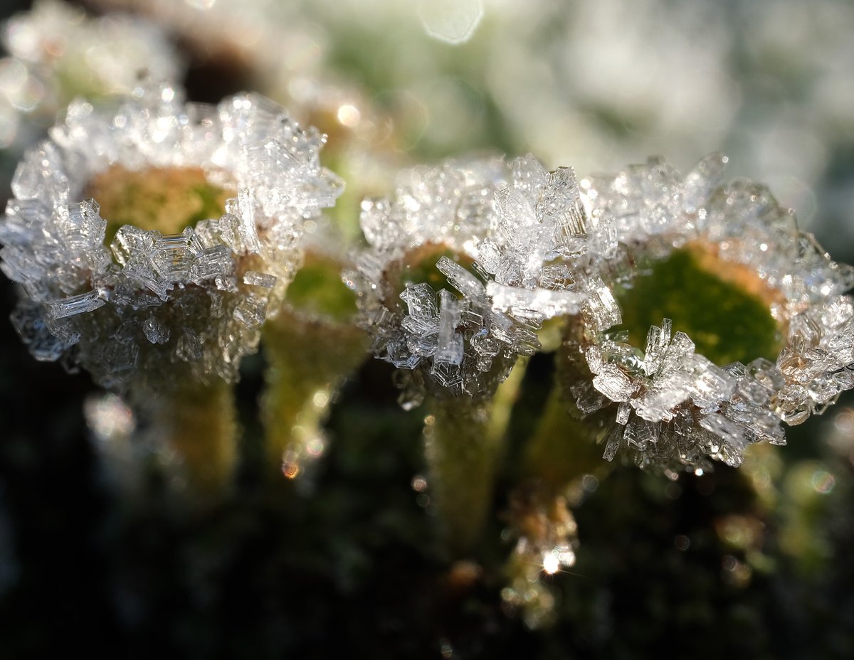 hoar frost on pixie cups