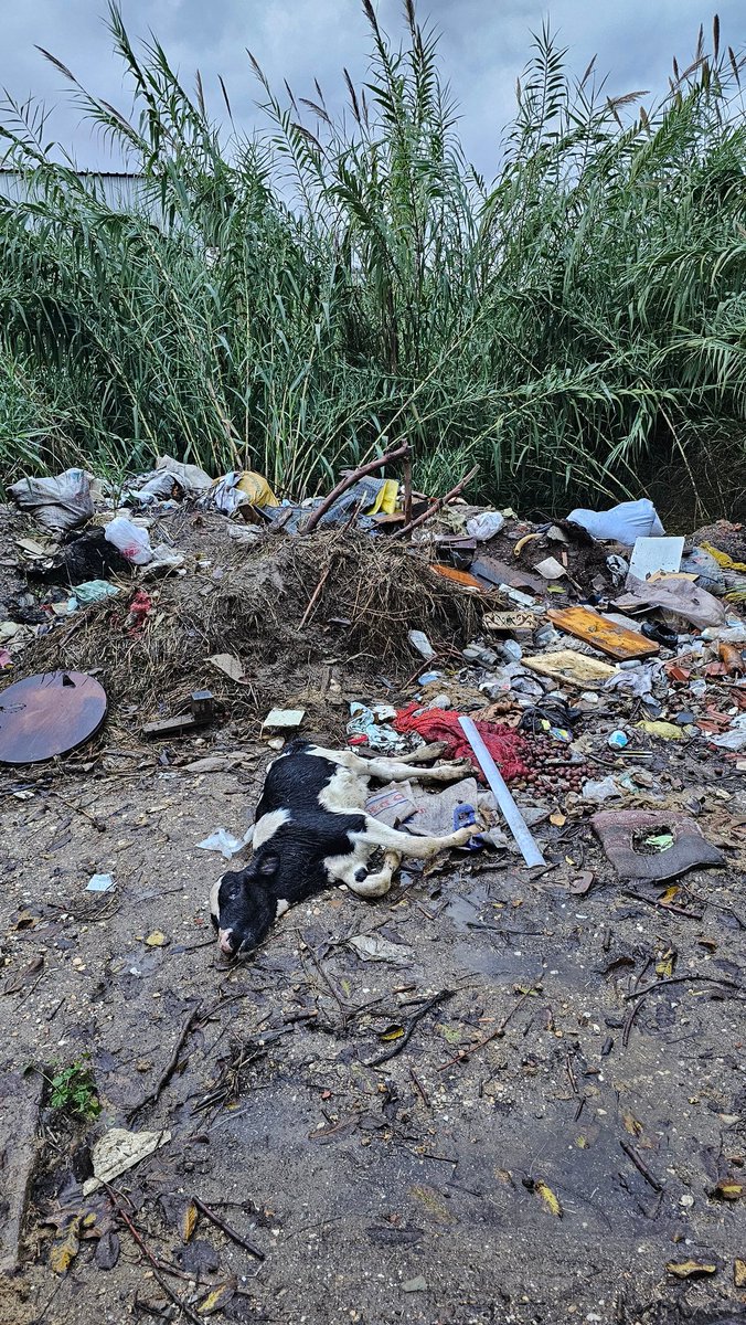 Özlem Özar 🦋🧚‍♂️ 🐾 🤗 💞 tweet media