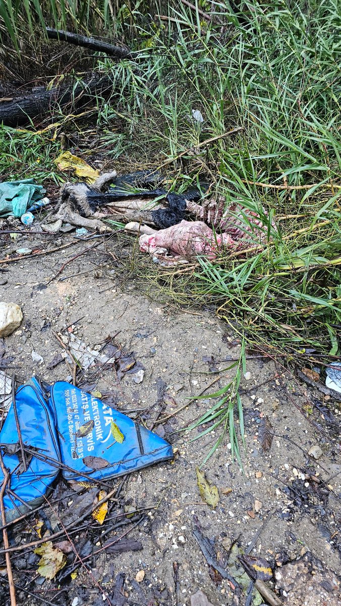 Özlem Özar 🦋🧚‍♂️ 🐾 🤗 💞 tweet media