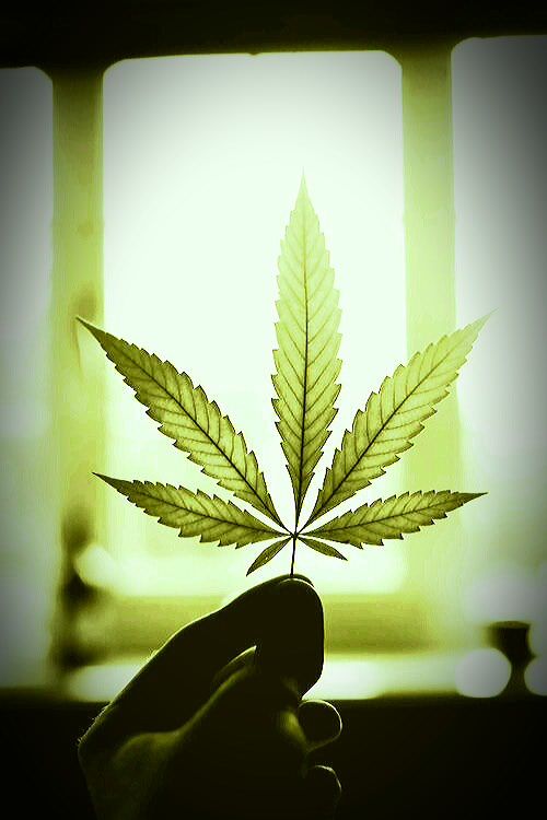 💊💊✳️✳️