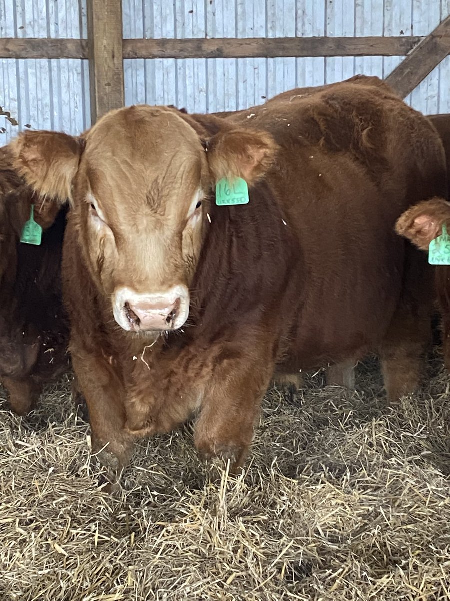 Justin Burgess tweet media