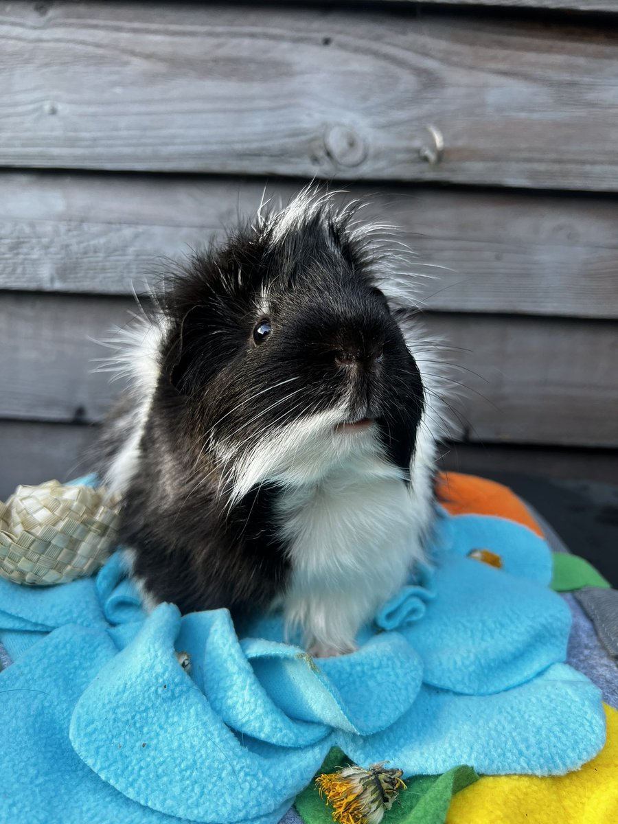 lucyspigs's tweet photo. The cutest pig✨
#guineapig #guineapigsofinstagram #capybara https://t.co/CPDDLzOUJq