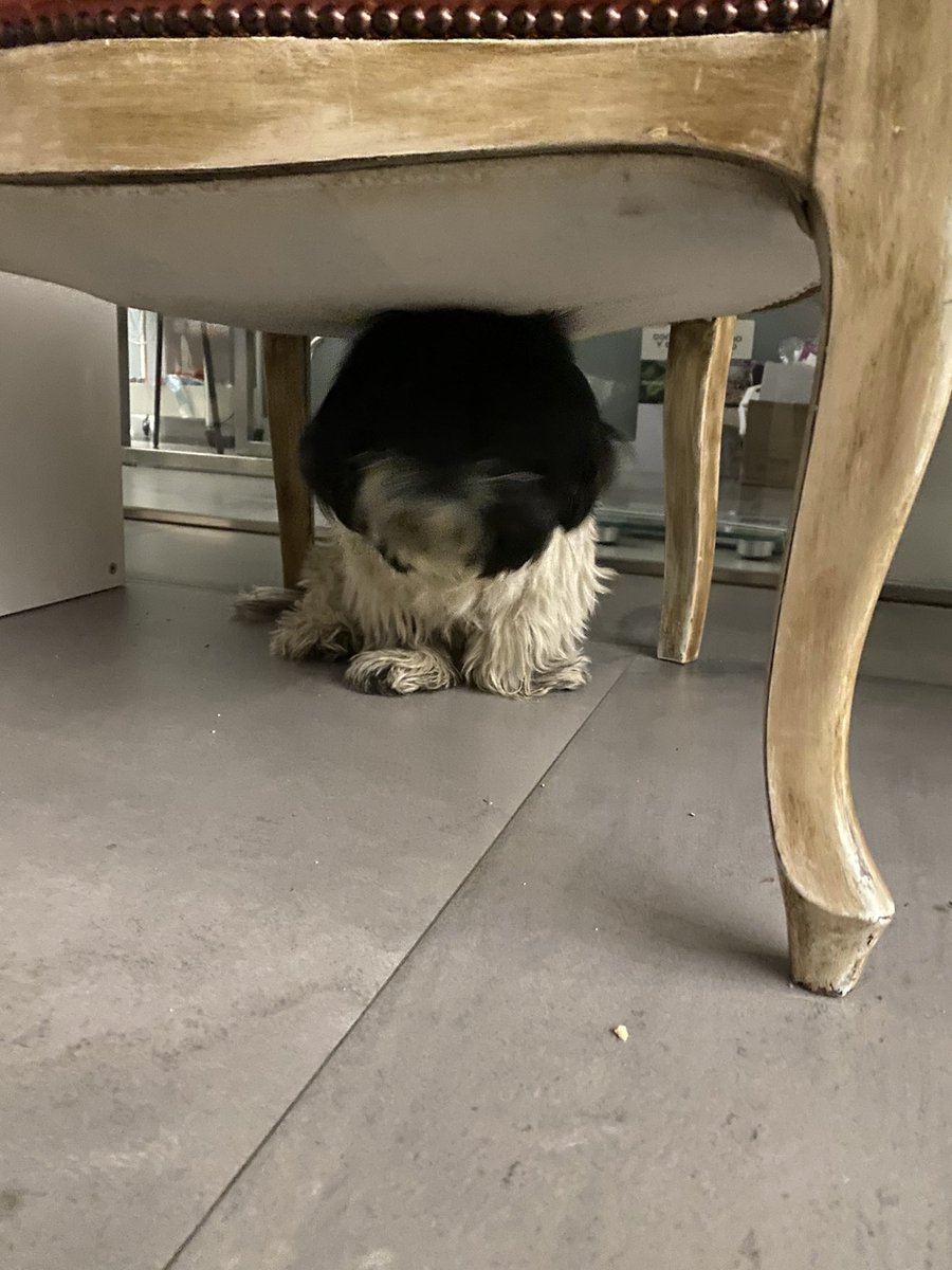 Nuritaaa_'s tweet photo. Nos acabamos de encontrar este perrito en Miguel Delibes donde el Burguer King. No lleva collar.
#elcañaveral https://t.co/ndFdmL6Gtl