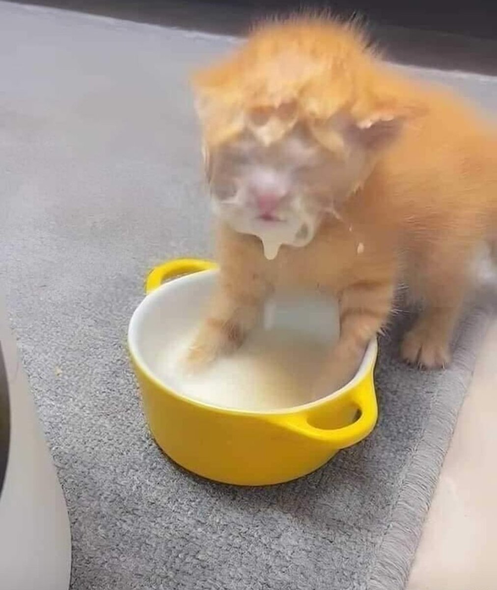 Catsillyness's tweet photo. Lost in the sauce https://t.co/HYRw62Xb0j