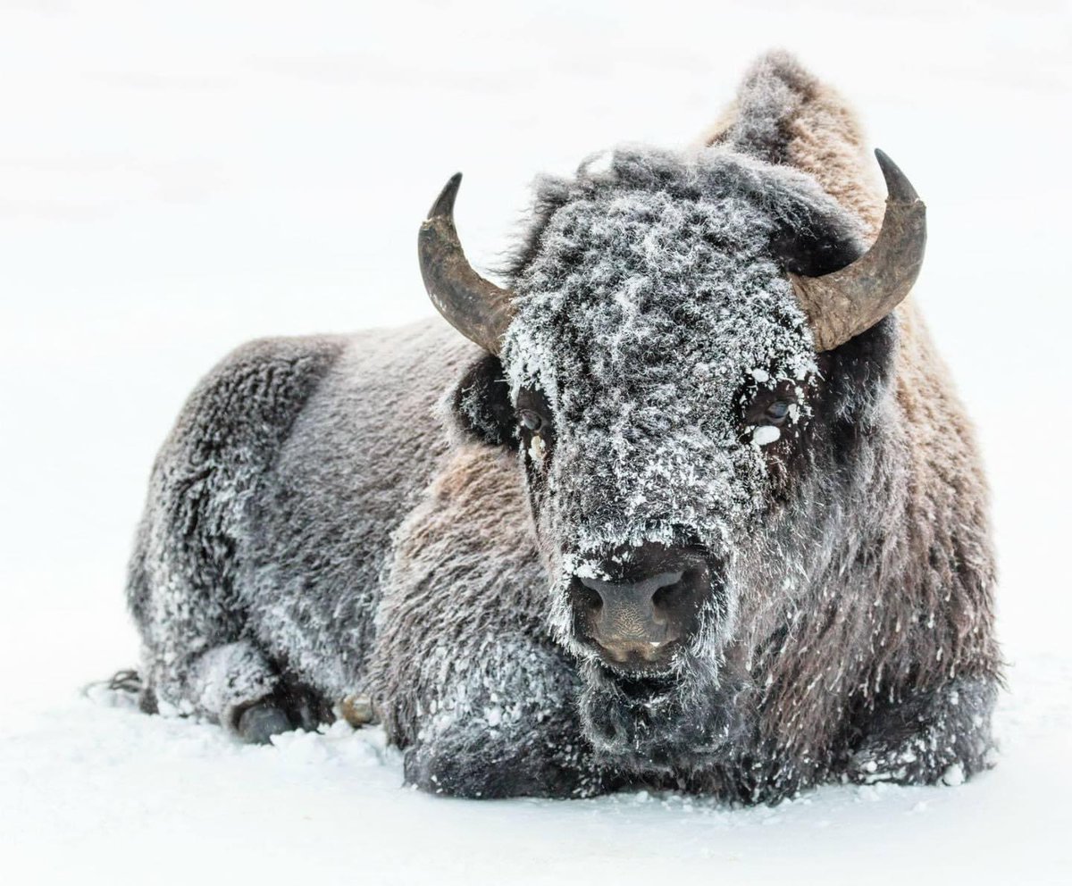National Park Service (@natlparkservice) on Twitter photo Just remember, jumping on a bison and yelling “yip yip” will not make it fly. 
But you will. Just remember, jumping on a bison and yelling “yip yip” will not make it fly. 
But you will.