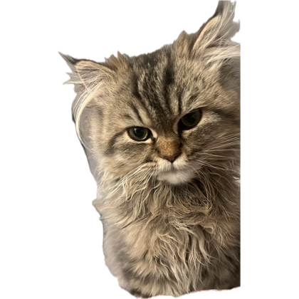 FELICIA DAWES tweet media