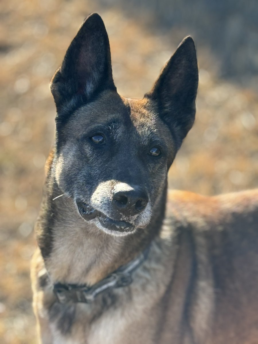 K-9 Ryka is excelling during her Rehabilitation process at Project K-9 Hero! Look for this Hero to be adoption ready soon! - #JJK9 PROJECTK9HERO.ORG