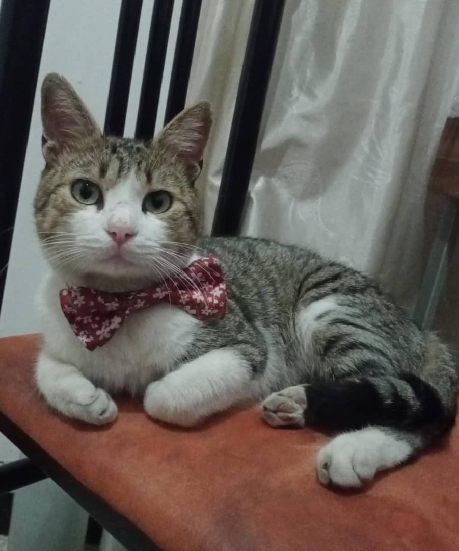 Gatito macho encontrado en sector Paseo Las Feria a las 6:30pm el día sábado 06/01/2024. Se encuentra en hogar temporal. Contactar al 0424-7323622 o rt si va?