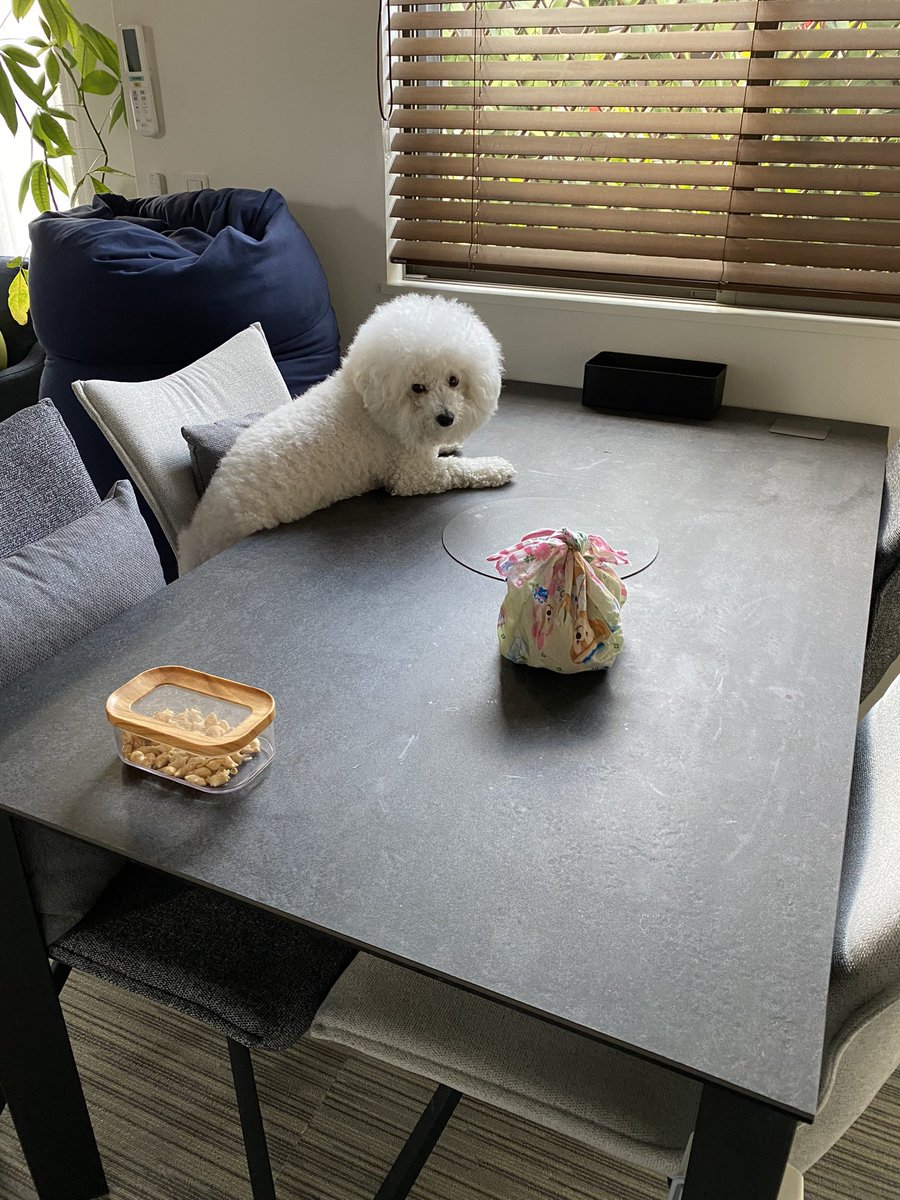 お弁当狙いで挟まった🐶

#ビションフリーゼ
#bichonfrise
#비숑
#비숑프리제
#ペットの専門店コジマ