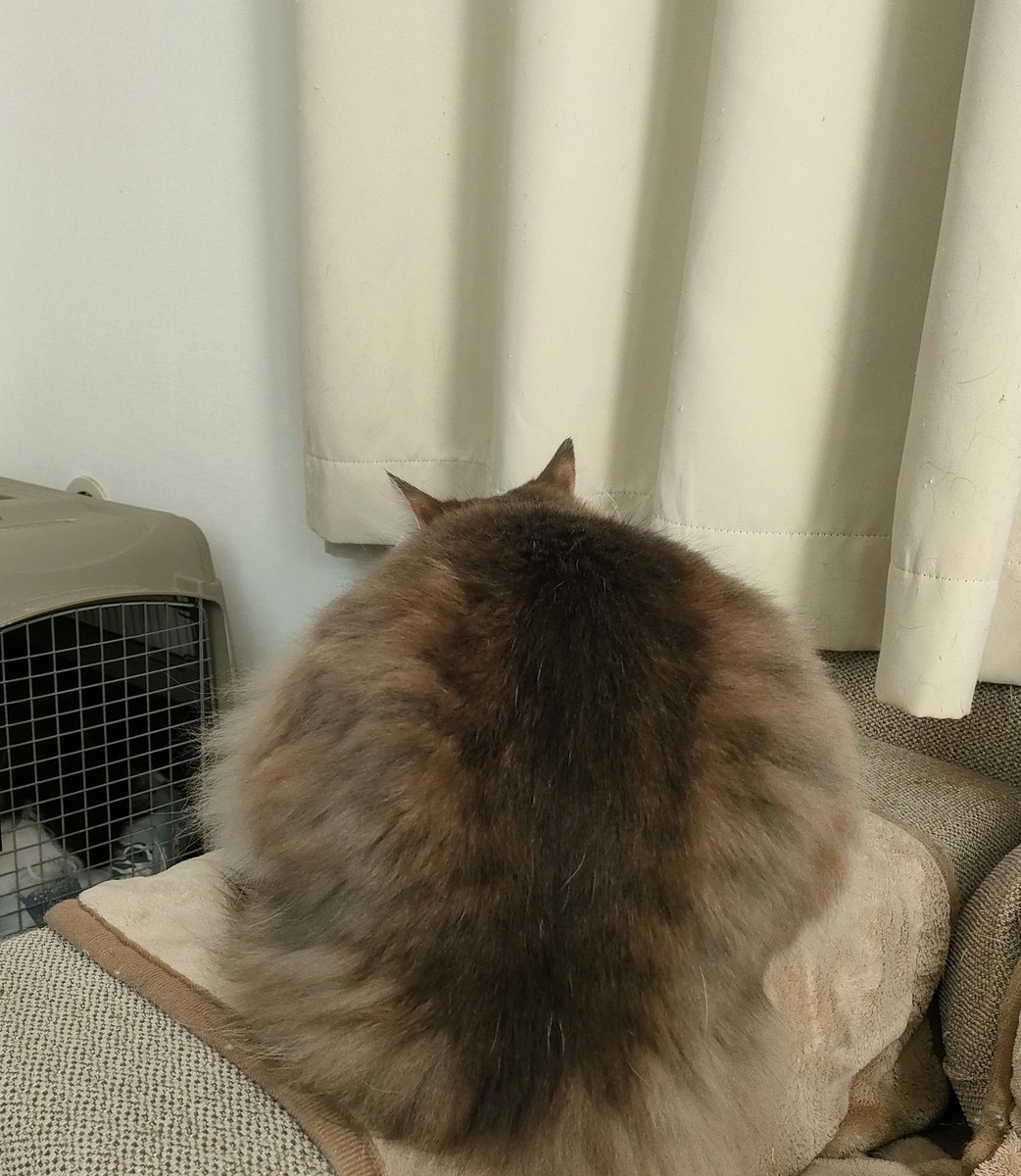 ZirBai's tweet photo. 新種のアメフラシかと思った。
※猫です

今年もよろしくお願いします🐉

 #ノルウェージャンフォレストキャット  #ボーダーコリー https://t.co/FOwn6UE0dG