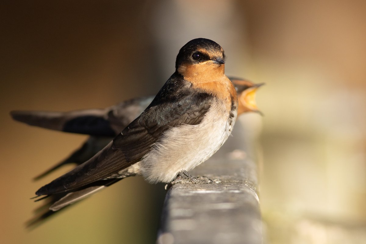 DrPaulSorrell's tweet photo. Young welcome swallows, Hawksbury Lagoon, Waikouaiti, in bright evening light.
#birdphotography #TwitterNatureCommunity #birds #nzbirds #wildlifephotography #NaturePhotography #BBCWildlifePOTD #ThePhotoHour #PhotoOfTheDay #BirdsSeenIn2024 #Swallow #WelcomeSwallow #HawksburyLagoon https://t.co/pv4QwAoBte