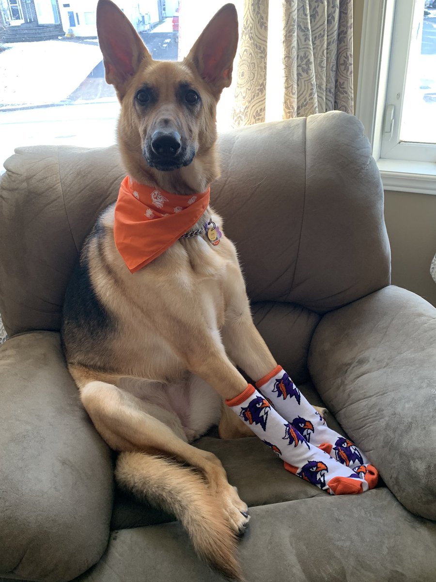 It’s game day!  Sock it to them #GoBidsGo #ThunderDog <a href="/HFXThunderbirds/">Halifax Thunderbirds</a> <a href="/NLL/">NLL</a>