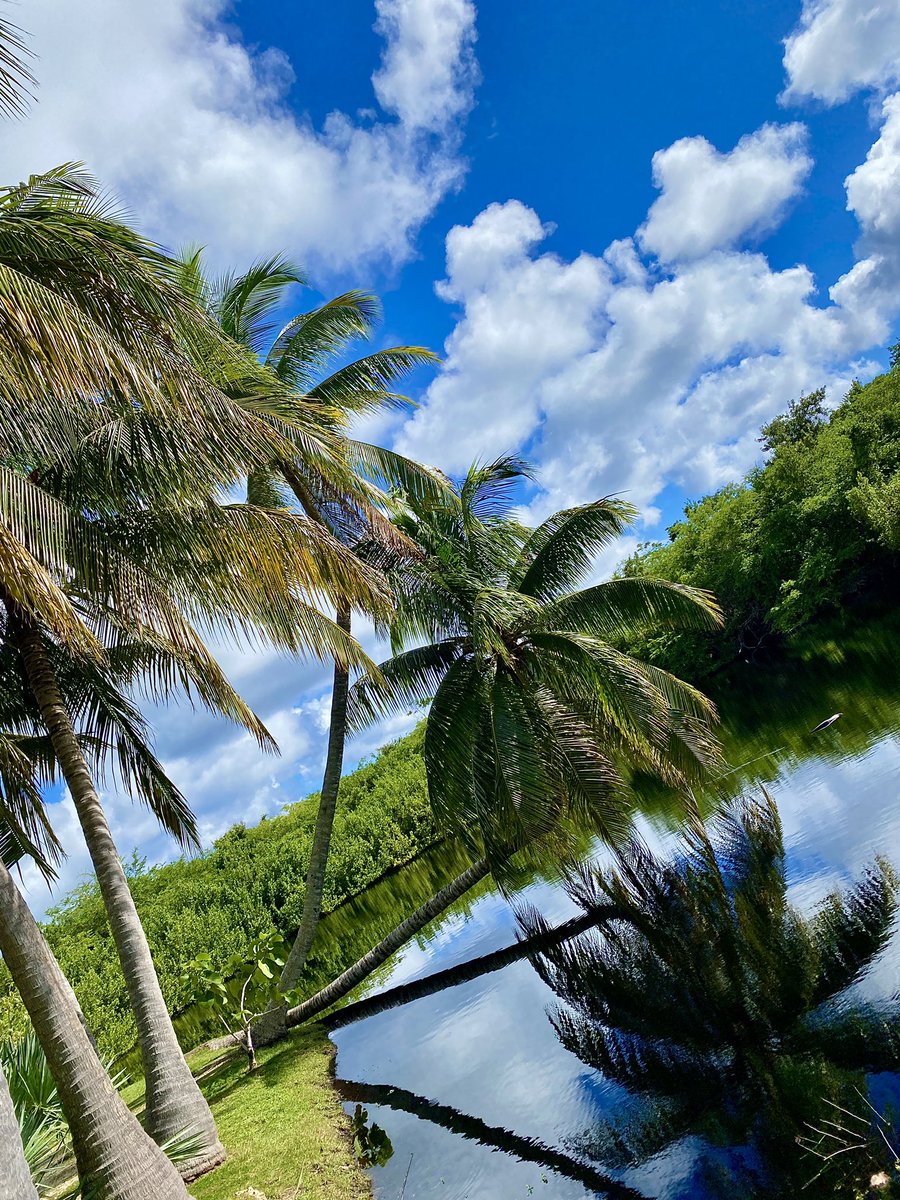 markleeuk's tweet photo. Reflections on life and nature 🌴🌴☀️☀️#botanicpark #caymanislands @Cayman_Islands https://t.co/Em7OF64suw