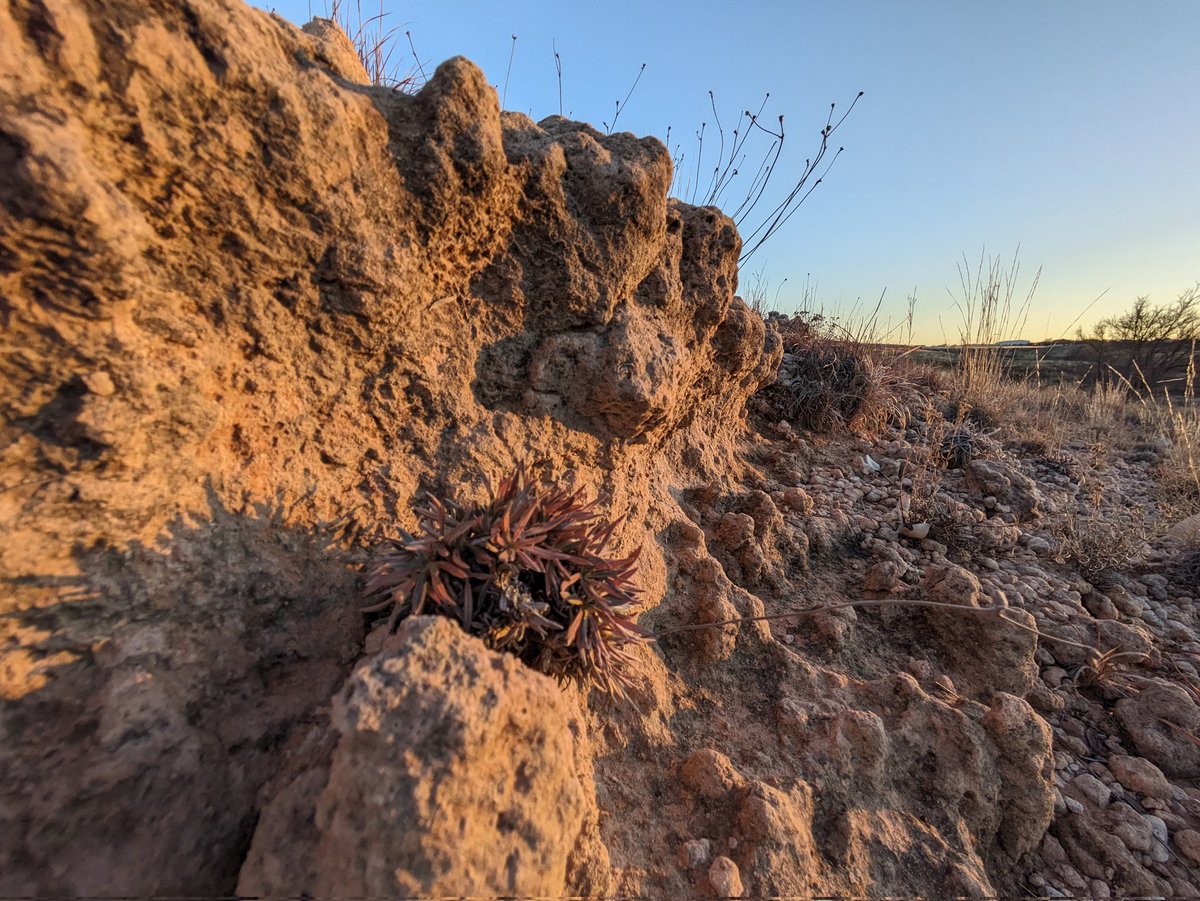 OgallalaLife's tweet photo. Winter #precipitation soaks, brings some color to these #biocrusts & various flora along rocky outcrops/ local #caprock above upper West #amarillo #creek (helium road branch)
2ish channel miles above @WildcatBluffNC https://t.co/xTJfXLxJz3