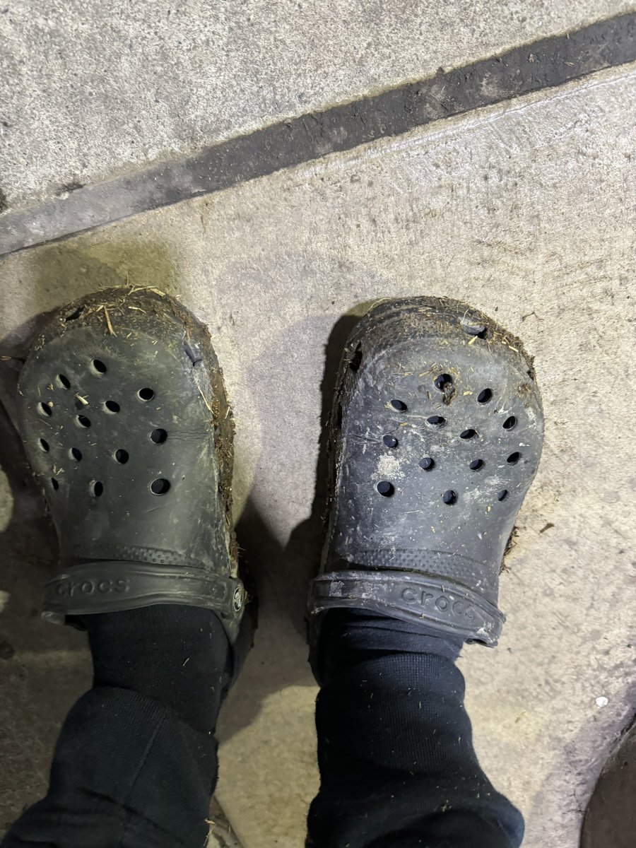 chrisjspence84's tweet photo. @AHDB_Dairy @kiteconsulting @Crocs on a sat night #lovecows 🐮❤️💯 https://t.co/2lcgie8sGb