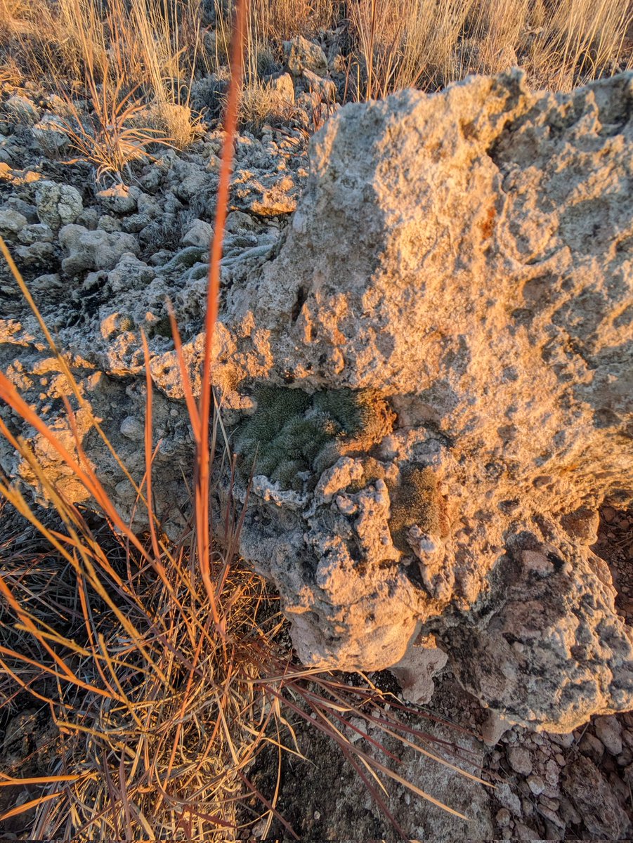 OgallalaLife's tweet photo. Winter #precipitation soaks, brings some color to these #biocrusts & various flora along rocky outcrops/ local #caprock above upper West #amarillo #creek (helium road branch)
2ish channel miles above @WildcatBluffNC https://t.co/xTJfXLxJz3
