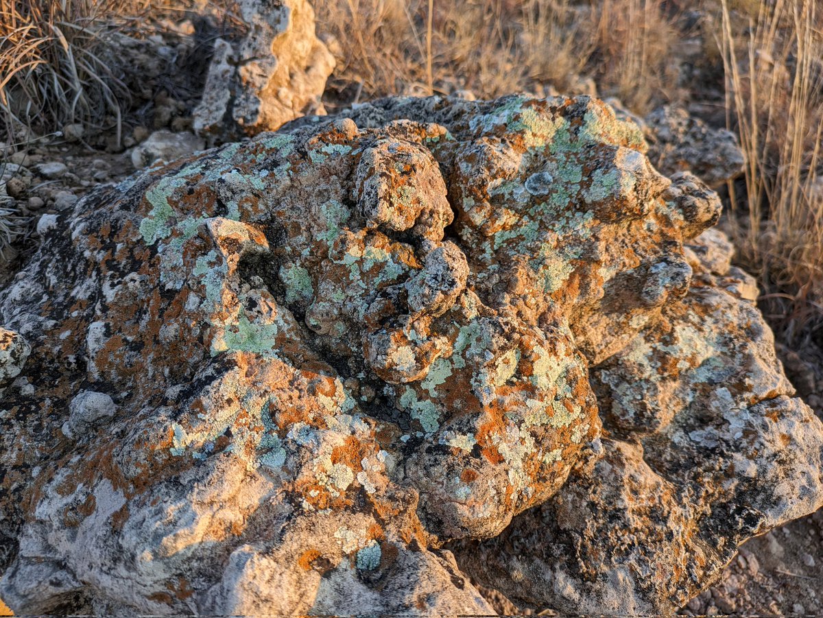 OgallalaLife's tweet photo. Winter #precipitation soaks, brings some color to these #biocrusts & various flora along rocky outcrops/ local #caprock above upper West #amarillo #creek (helium road branch)
2ish channel miles above @WildcatBluffNC https://t.co/xTJfXLxJz3