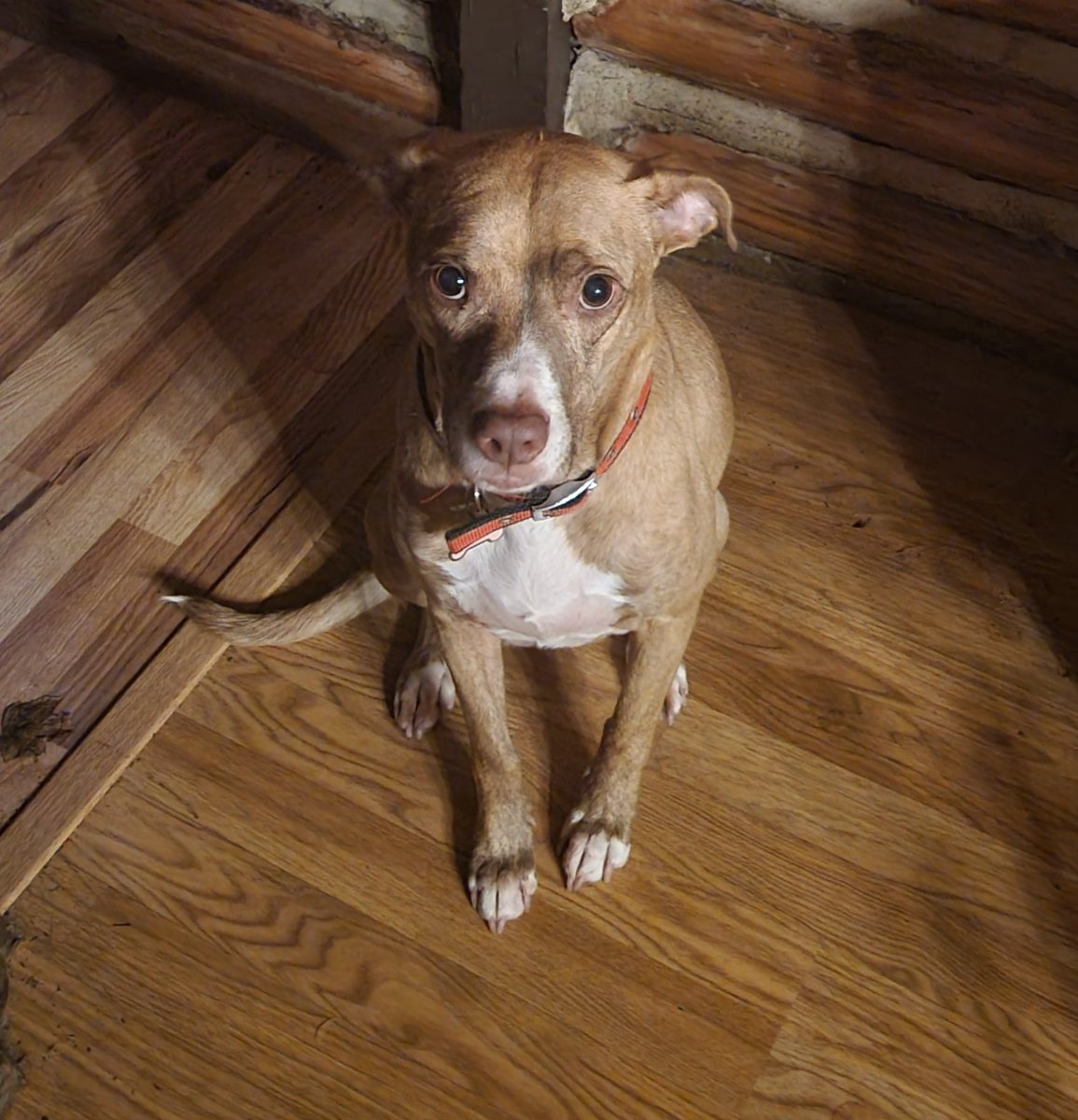 My sister Gracie waiting for her treats.