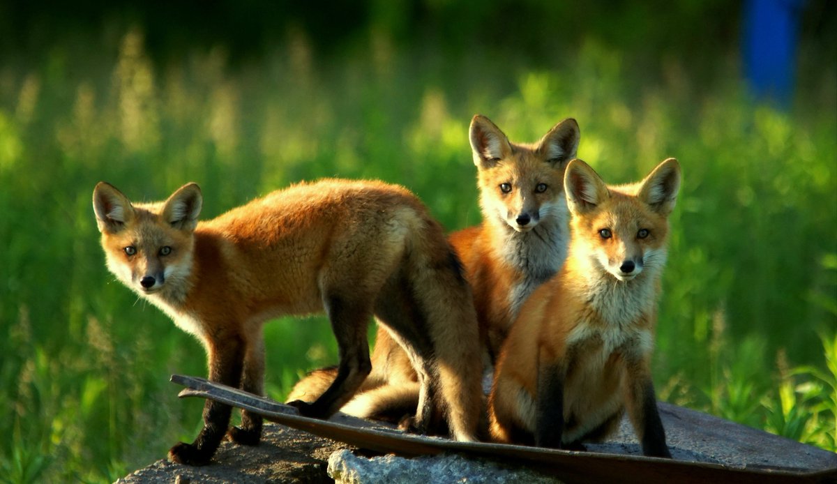 hoppermark's tweet photo. Wildlife living in the city. #ROMwpyON @ROMtoronto
These three come together to give me the once over. @CanGeo https://t.co/qWkFor9sMm