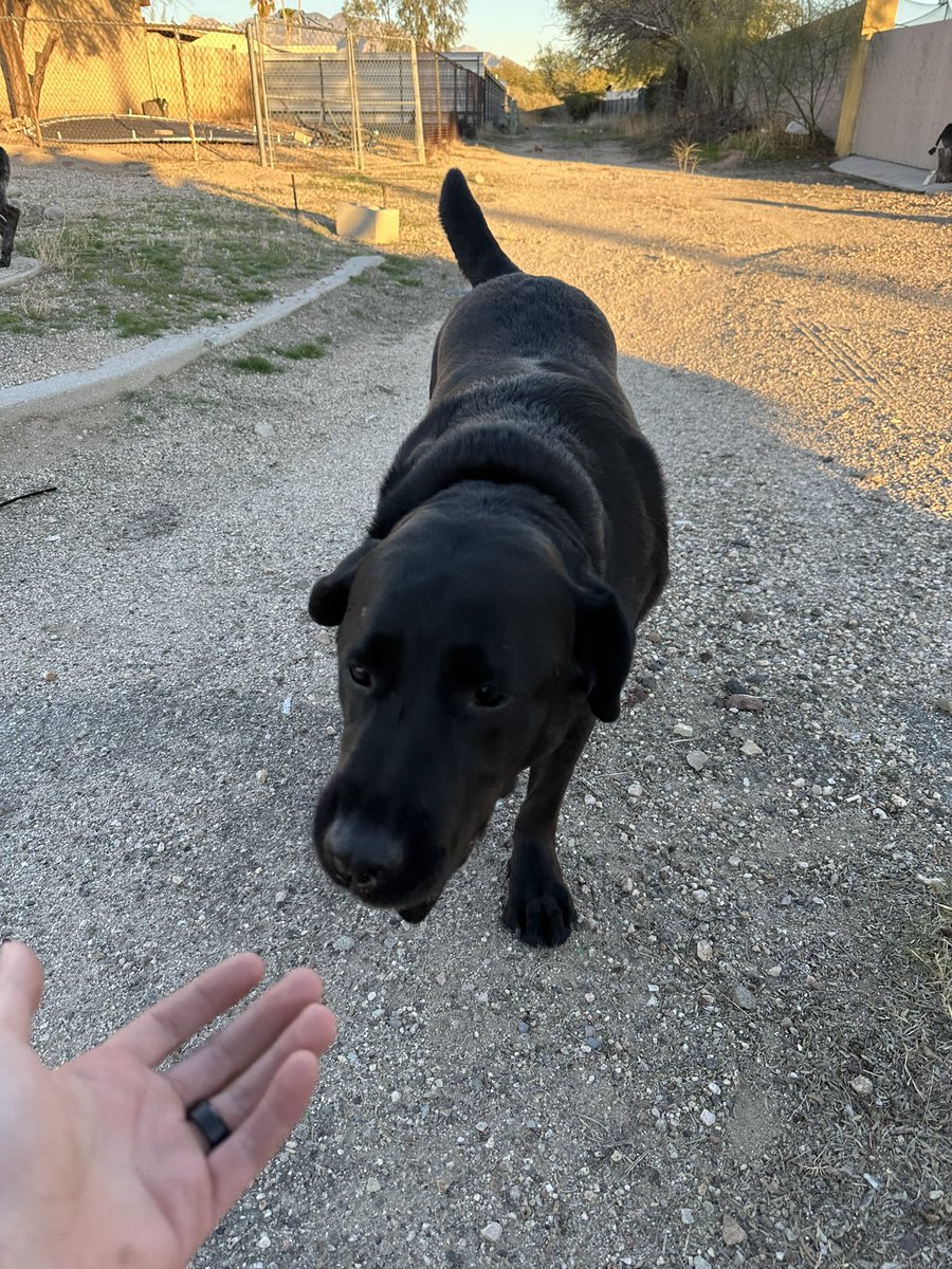 avallery113's tweet photo. Lost dogs running around near Ina and Camino de oeste https://t.co/UMG7hqcfOF