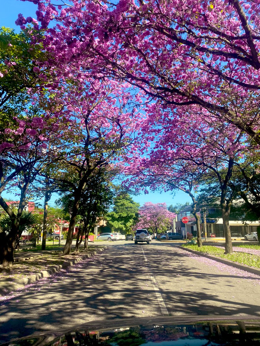 Amo ver sus fotos de los macuelizos. 🤩Esta debe ser la temporada más linda en SPS. 💞