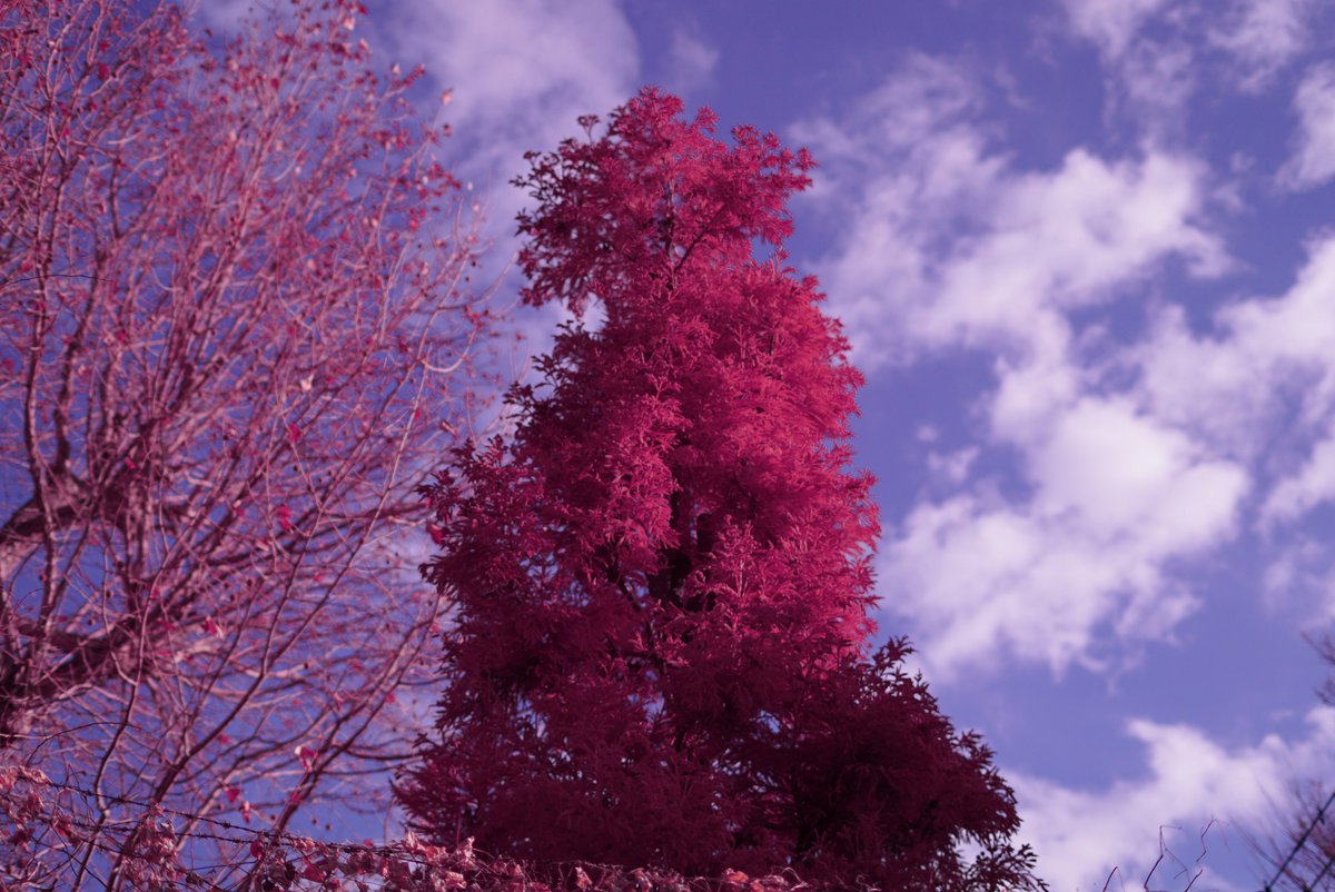 k_photo_tokyo's tweet photo. さっと試し撮り
α7s full spectrum #sel50f18f #infrared #infraredphotograph #赤外線写真 #IRChrome https://t.co/0ylacF3dL7