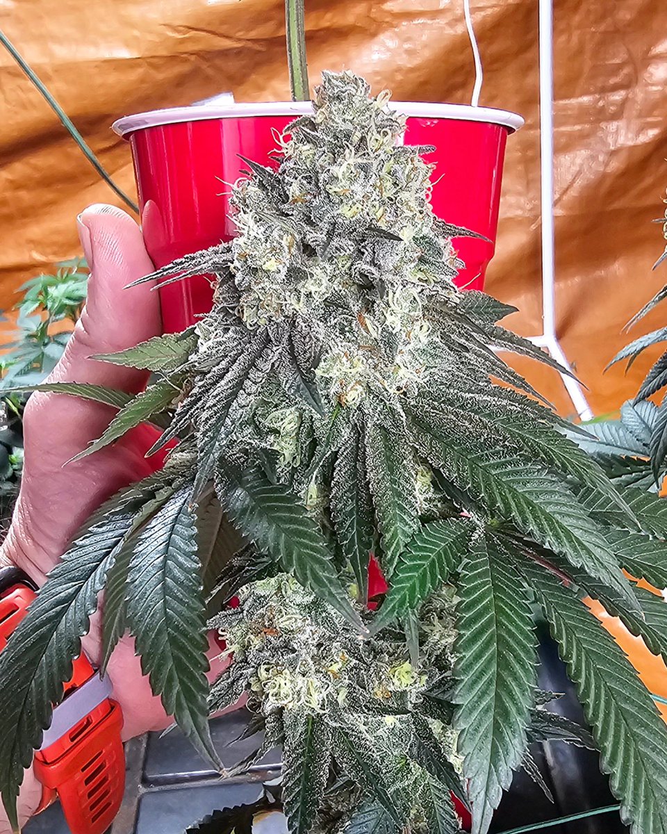 HermitHomestead's tweet photo. #Solocup nugs up in here. #AnimalMints https://t.co/bkLZ7KfFPb