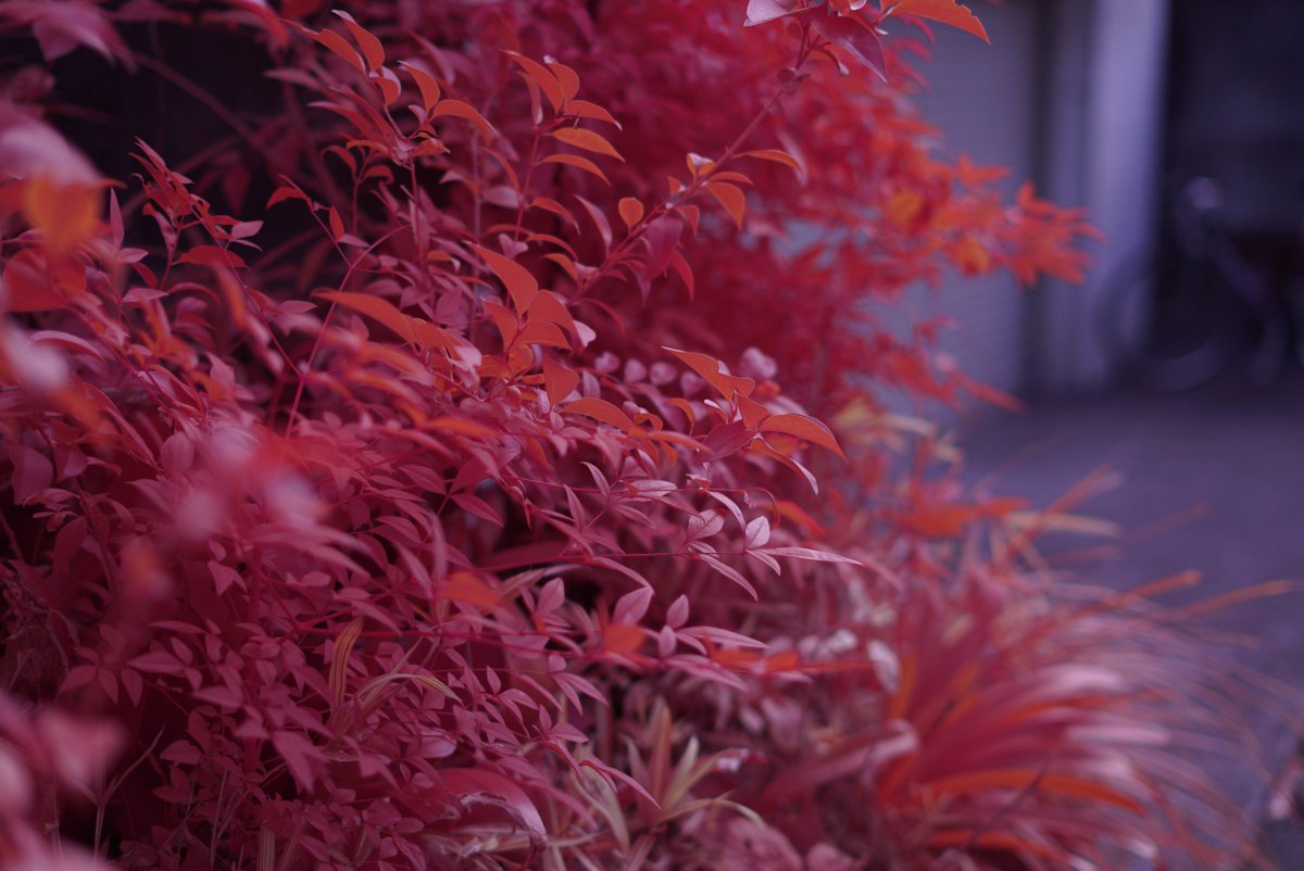 k_photo_tokyo's tweet photo. さっと試し撮り
α7s full spectrum #sel50f18f #infrared #infraredphotograph #赤外線写真 #IRChrome https://t.co/0ylacF3dL7