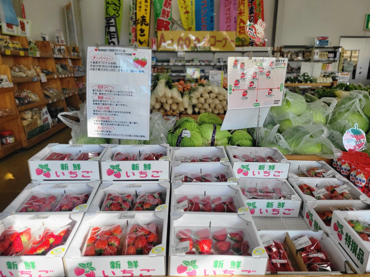 miraiobitsu1's tweet photo. 【今年も宜しくお願い致します！】いつもご利用ありがとうございます！本年も宜しくお願い致します㊗️いちごや春菊、菜花の出荷が増えてまいりました！一足早く春を感じてみては☆
#JAきみつ味楽囲おびつ店 #千葉県君津市 #2024年 #今年も宜しくお願い致します #春菊 #菜花 #菜の花 #いちご https://t.co/lznO5i7FsU