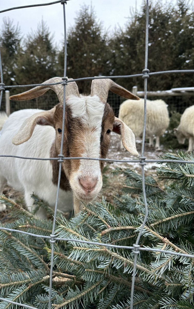 lisadrewradio's tweet photo. The Christmas trees that turn into barn babe snacks in Januaryโฆ #HappyLouis https://t.co/UMil8DfOiM