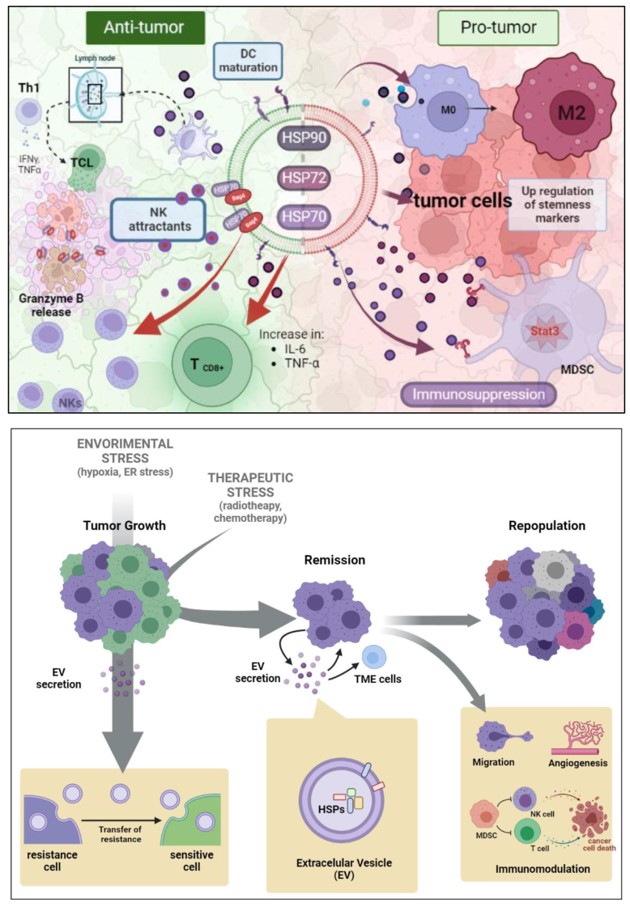 In this review article, Cristina Rangel et al at USP investigate the mechanisms by which extracellular vesicles transmit heat shock proteins among cells in the tumor microenvironment mdpi.com/2813-0464/3/1/3 #extracellularvesicles #exosomes #tumormicroenvironment #Vesiculab