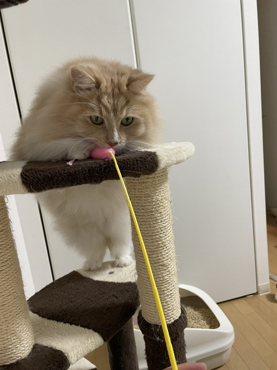 aquarius_Ginger's tweet photo. 可愛すぎる写真撮れた🐈
#猫 #Cat #猫のいる暮らし https://t.co/seZRw6yoPJ