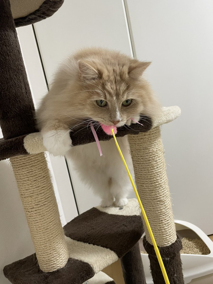 aquarius_Ginger's tweet photo. 可愛すぎる写真撮れた🐈
#猫 #Cat #猫のいる暮らし https://t.co/seZRw6yoPJ