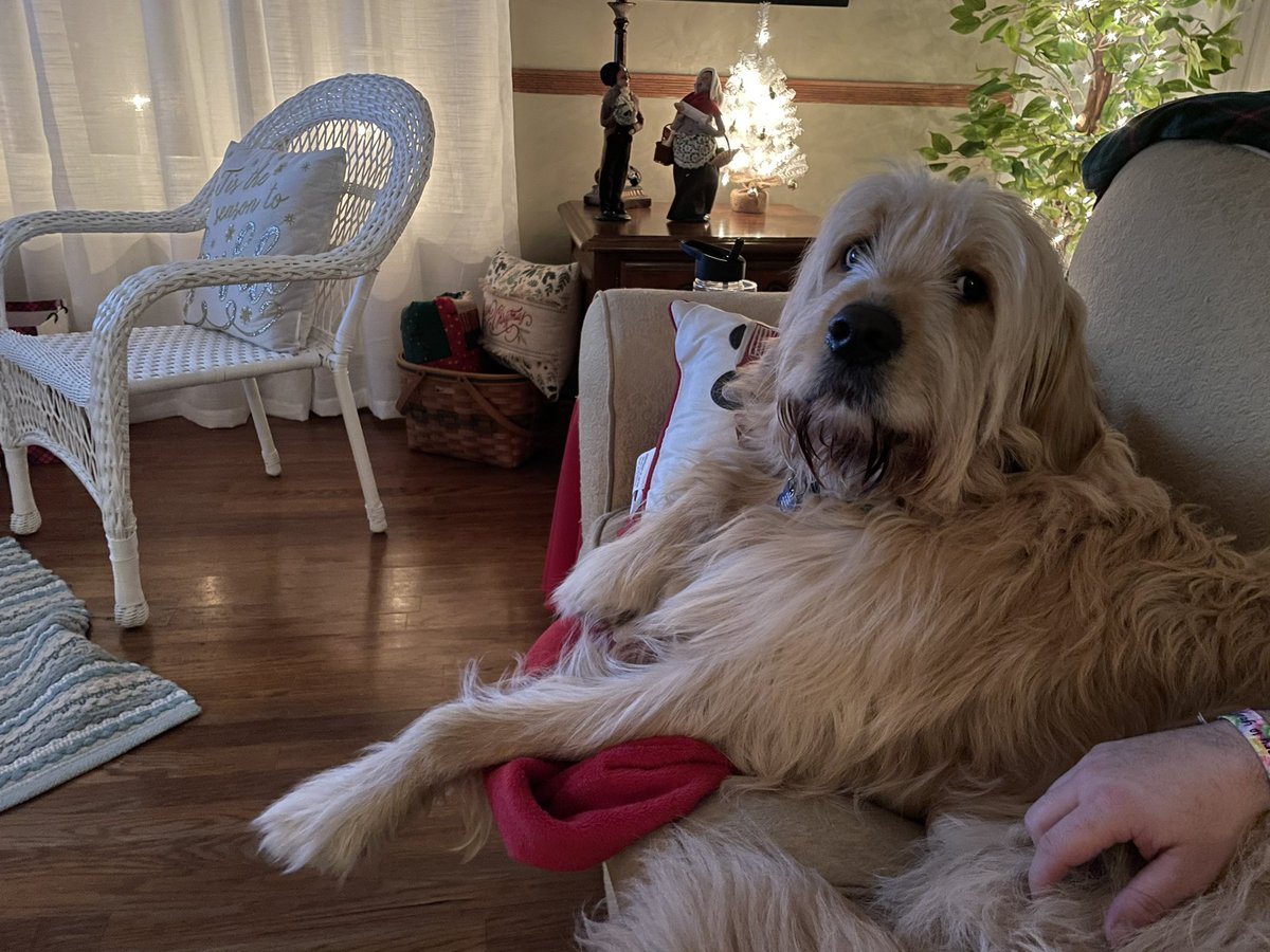br00kii3_'s tweet photo. Dex knows how to make himself at home. My mom says heโs a prince ๐ #straightchillin https://t.co/2nI8s3xEWj