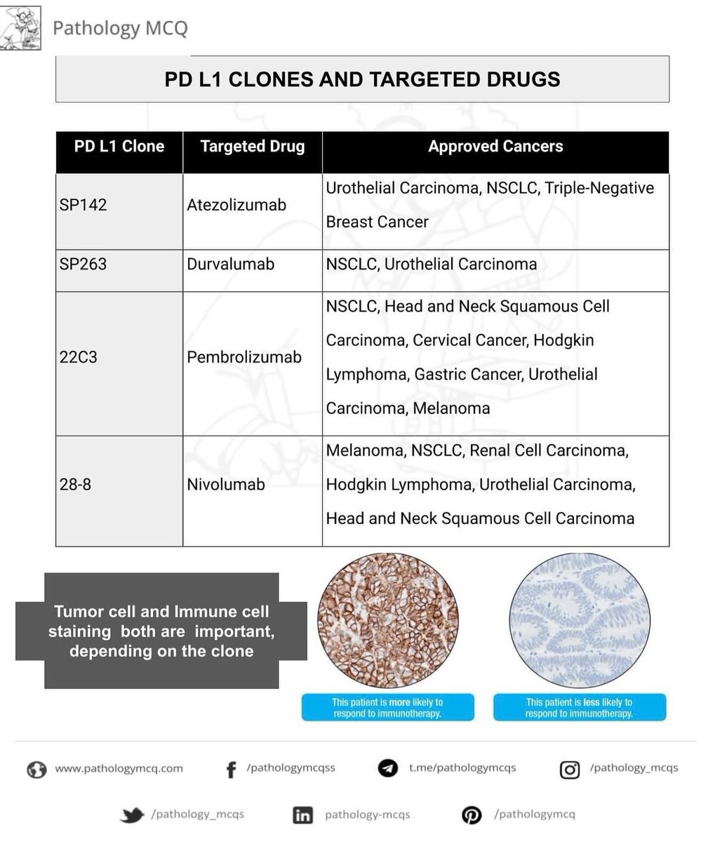 PDL-1 clones and their targeted drugs #immunotherapy #pathologymcq #pathologymcqs #lungcancer #frcpath #neetss #oncopathology #tailortherapy #oncopath #cancer #therapy #mcq #potentialquestions #pathologists #pathologyresidents #pathologylove #PathTwitter