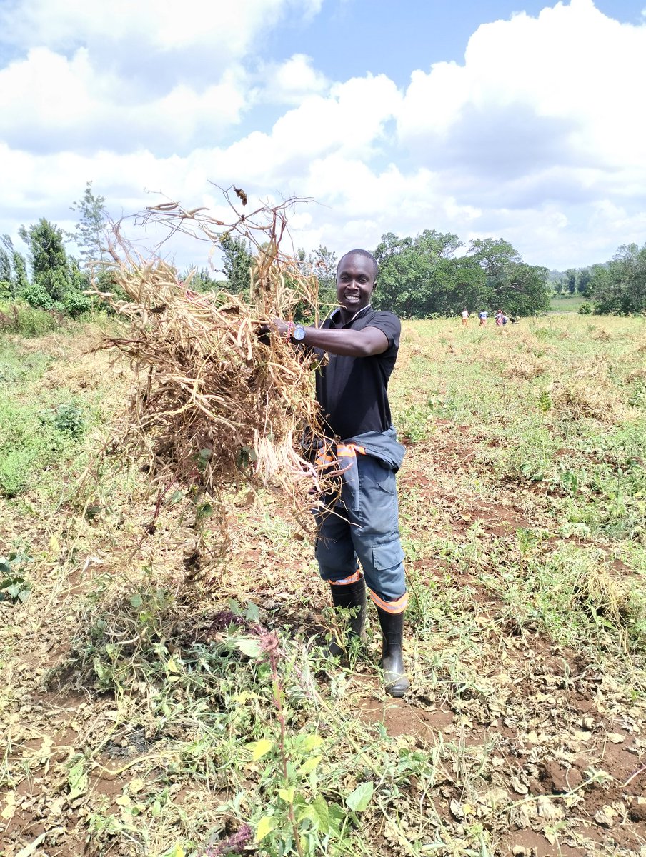 kenkamuiru's tweet photo. As I always say , it's the atomic habits that matters alot.
I planted this beans so that I take advantage of the rains .Beans are the simplest crops to manage and get a good return.
The farmer is happy!!
#beanfarming
#Mamasafi
#sustainableagriculture https://t.co/5xU3cfJCOh