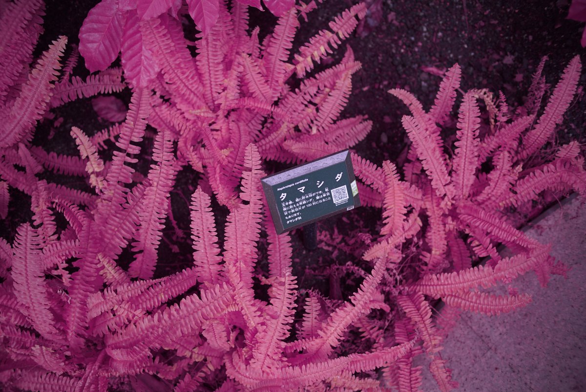 k_photo_tokyo's tweet photo. #snap
α7s full spectrum #sel50f18f #infrared #infraredphotograph #赤外線写真 #IRChrome https://t.co/zF69JVGrbF