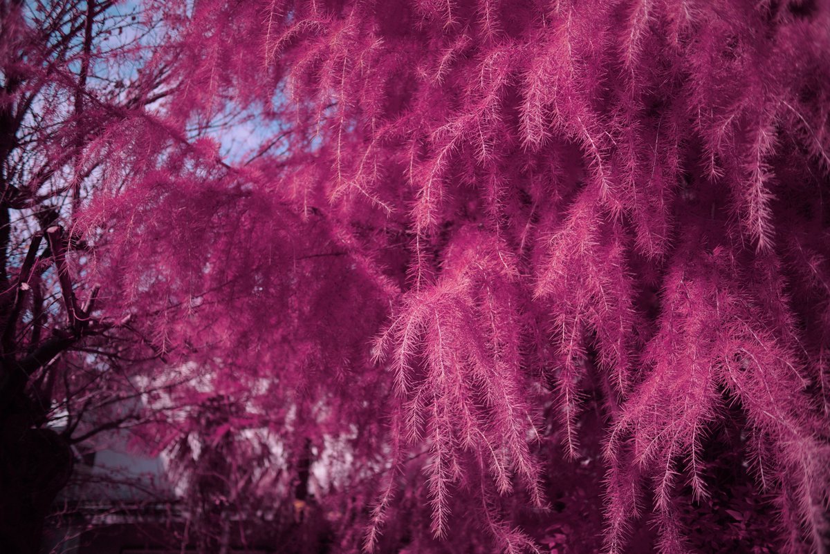 k_photo_tokyo's tweet photo. #snap
α7s full spectrum #sel50f18f #infrared #infraredphotograph #赤外線写真 #IRChrome https://t.co/zF69JVGrbF