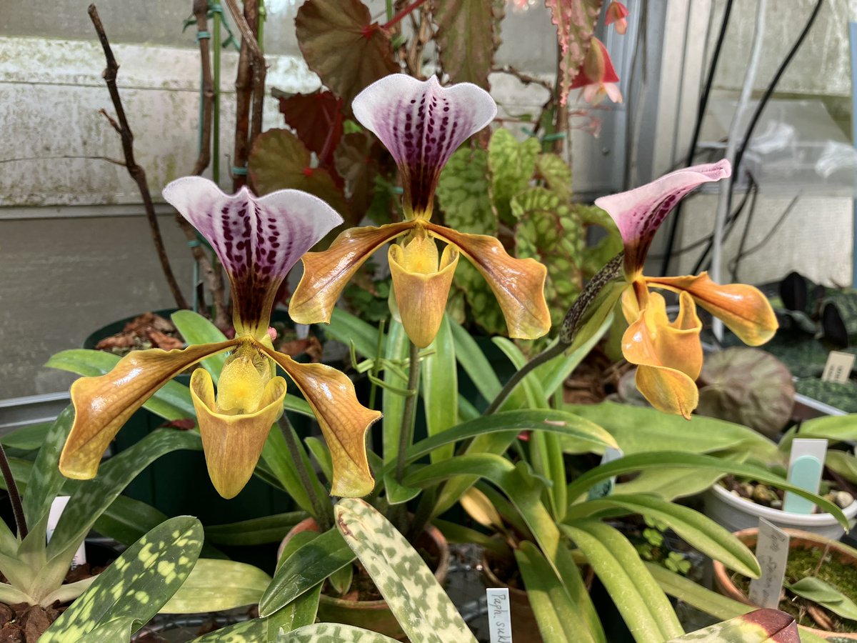 小さい株ながら、3輪も咲いてくれました。 #Paphiopedilum gratrixianum #orchids #蘭 #ご蘭なさい