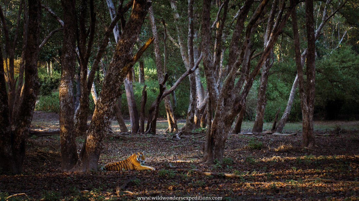 Debashis_WWE's tweet photo. The light plays hide n seek with the young ruler, resting in the woods.

Sub adult male tiger at #KanhaNationalPark.

#wintermood #tiger #nikonindiaofficial #WildWondersExpeditions 
@NatGeoIndia @NikonIndia https://t.co/ndN3ZyQPtF