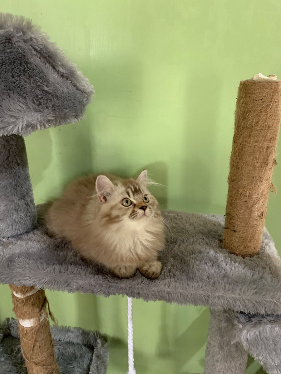 moonzxagi's tweet photo. Open adopt bermahar
Dom jabodetabek ya
Udah obat cacing, aktif, ga betah lama diluar rumah, 3,5 bulan betina, persia

Open adopt jakarta, bekasi, bogor, depok, tangerang https://t.co/kTT7cgjioN