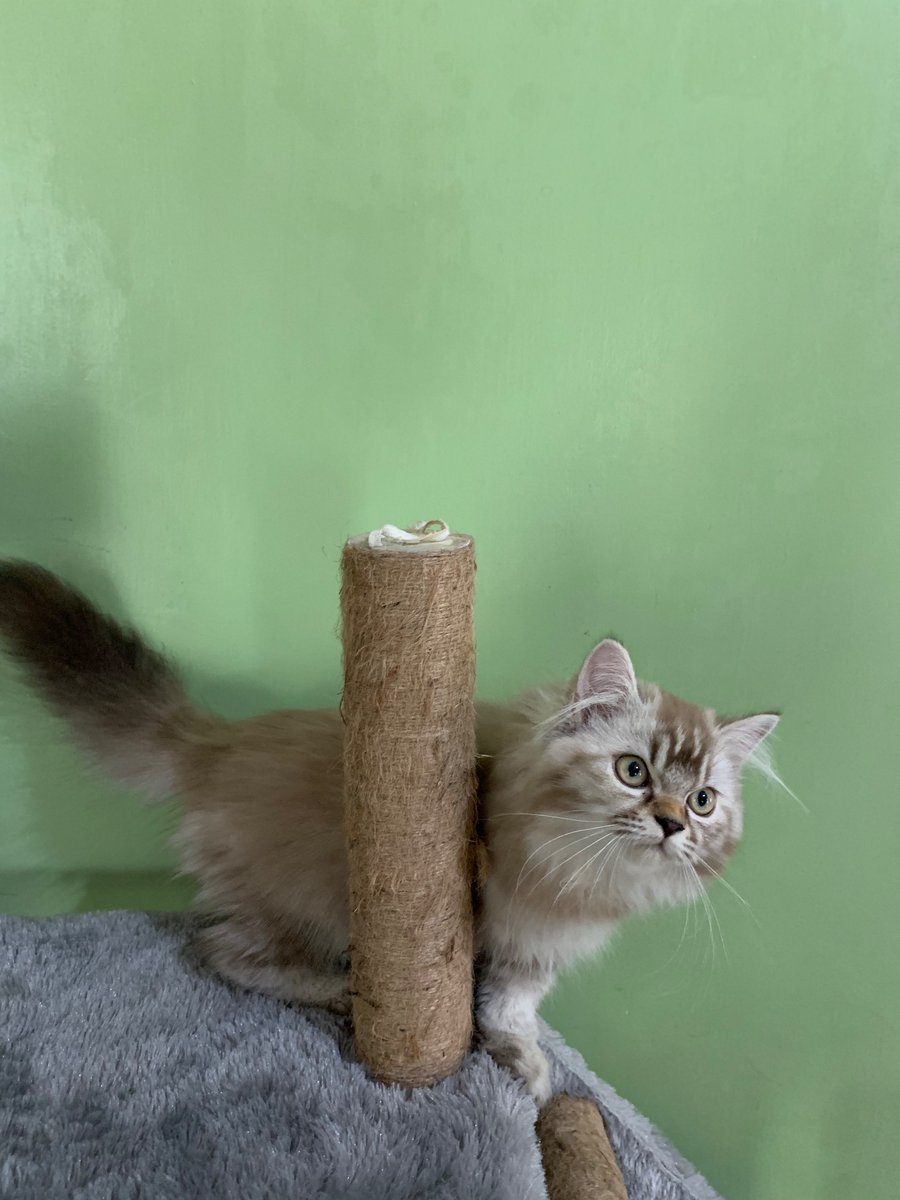 moonzxagi's tweet photo. Open adopt bermahar
Dom jabodetabek ya
Udah obat cacing, aktif, ga betah lama diluar rumah, 3,5 bulan betina, persia

Open adopt jakarta, bekasi, bogor, depok, tangerang https://t.co/kTT7cgjioN