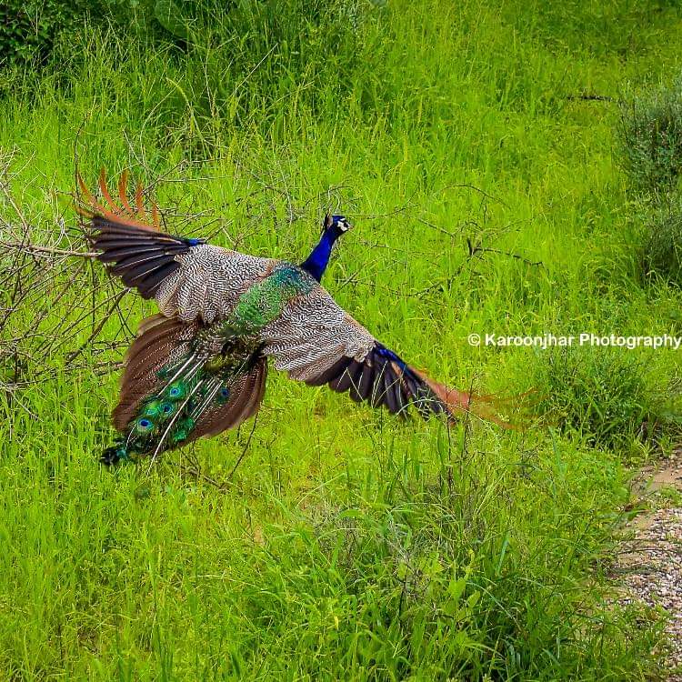shanker1101's tweet photo. The Karoonjhar Hills indeed serve as a habitat for various species, contributing to biodiversity. It's essential to continue efforts to protect this environment, ensuring a safe space for diverse flora and fauna.
#SaveKaroonjhar
@RamsarConv https://t.co/cJkeNgU0OX