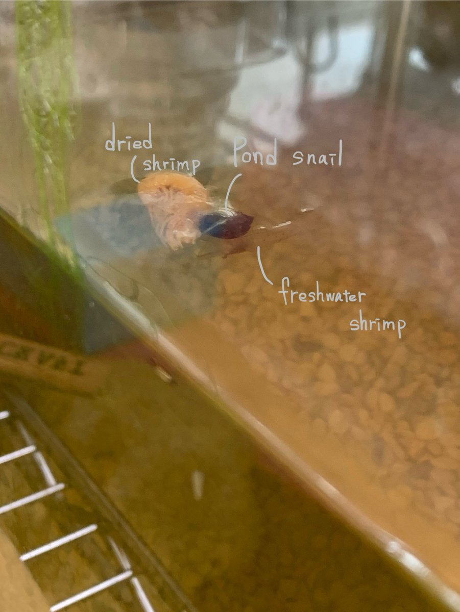 Can you see a pond snail and freshwater shrimp?
I think they like dried shrimp.
#studyEnglish  #shrimp