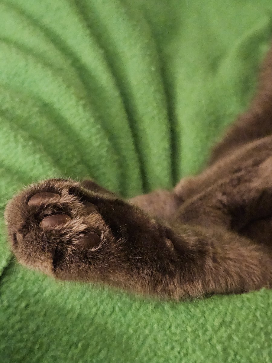 SplendoraMeliss's tweet photo. #Caturday
#CatsOfTwitter
#smallfarmlife https://t.co/a1LaysB08A