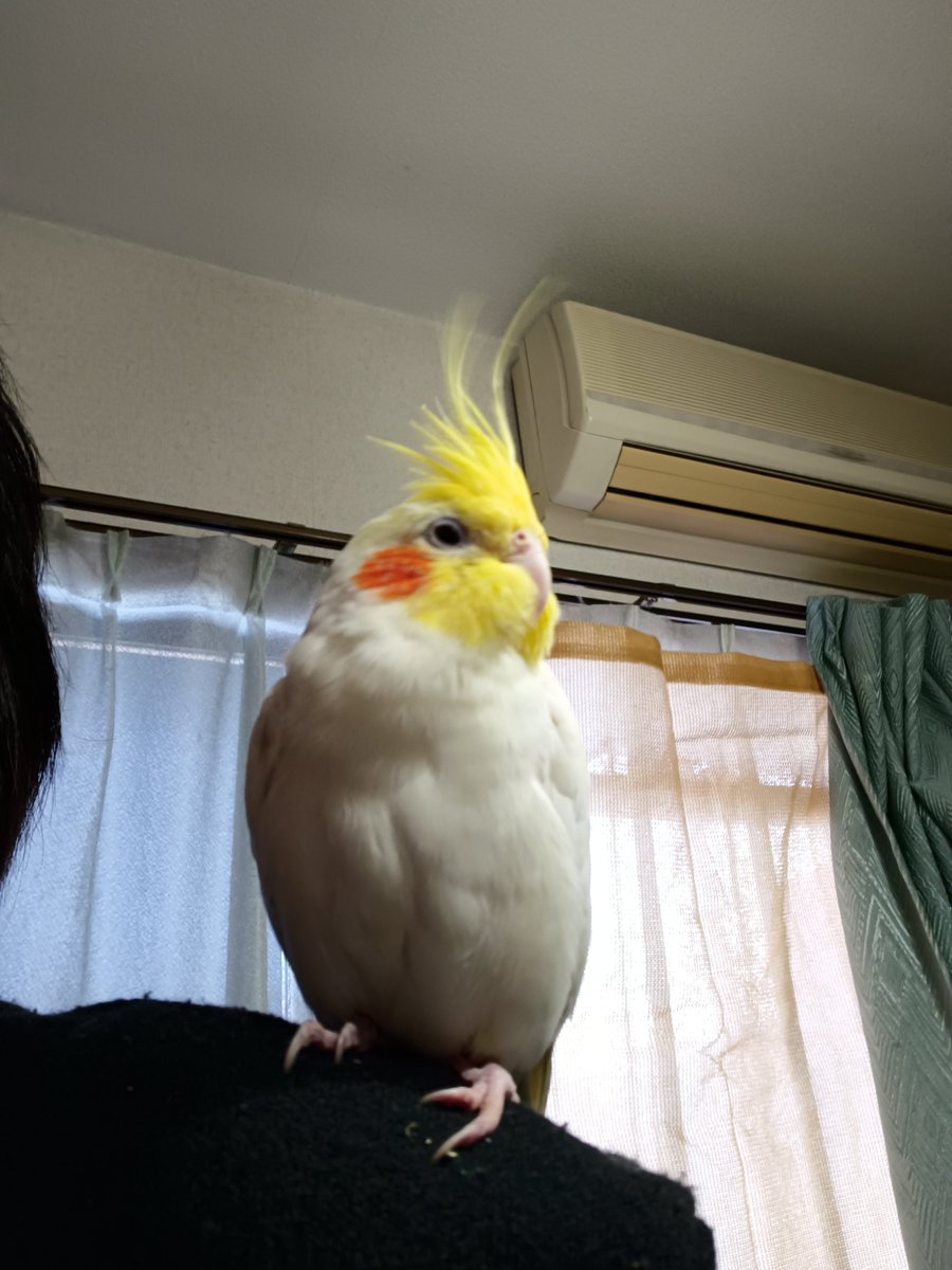 LdGs7VMtF1OsjEX's tweet photo. 本日1月7日、日曜日午前中に
白いオカメインコが、私の住んでいるマンションに迷い飛んで来ました。
京都市内ですが、お心当たりの方は、ご連絡下さい。 https://t.co/Negs1KzOc8