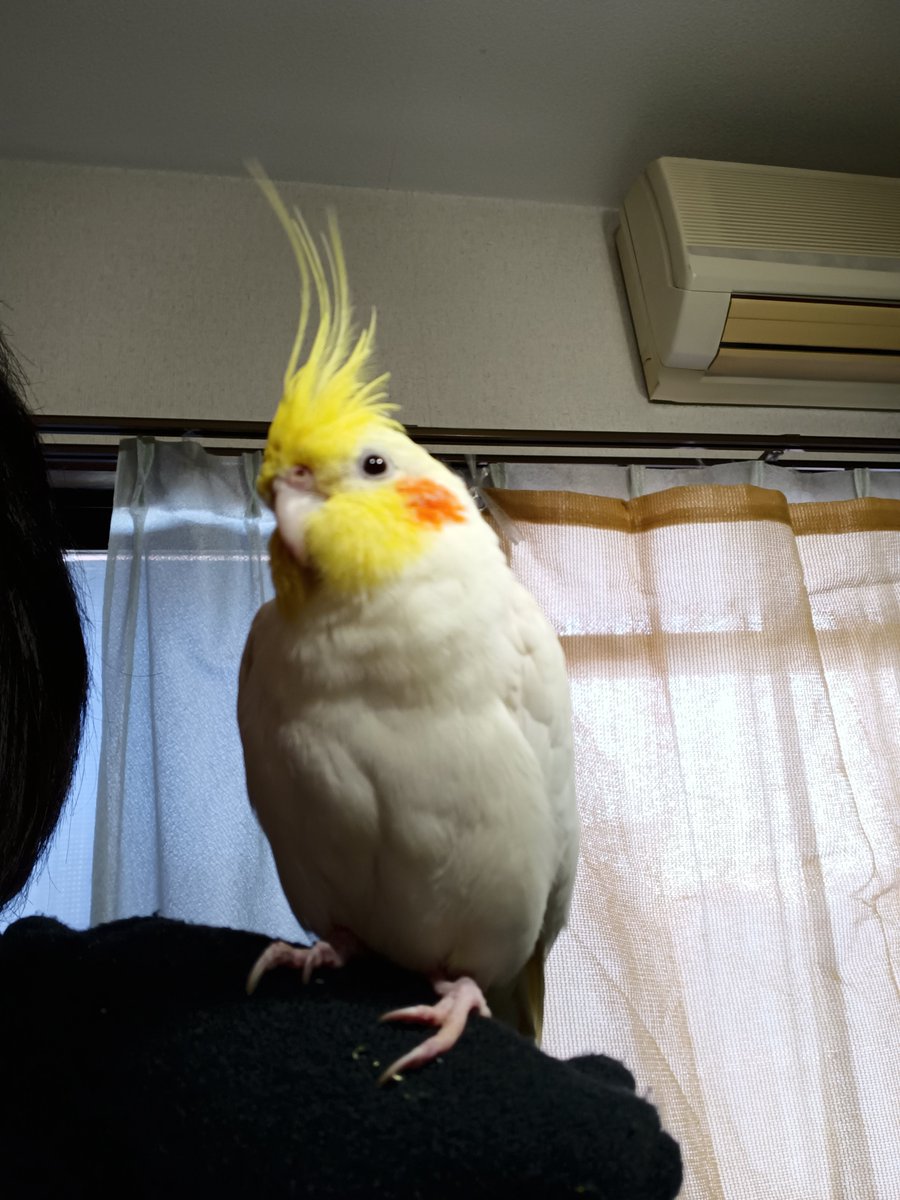 LdGs7VMtF1OsjEX's tweet photo. 本日1月7日、日曜日午前中に
白いオカメインコが、私の住んでいるマンションに迷い飛んで来ました。
京都市内ですが、お心当たりの方は、ご連絡下さい。 https://t.co/Negs1KzOc8