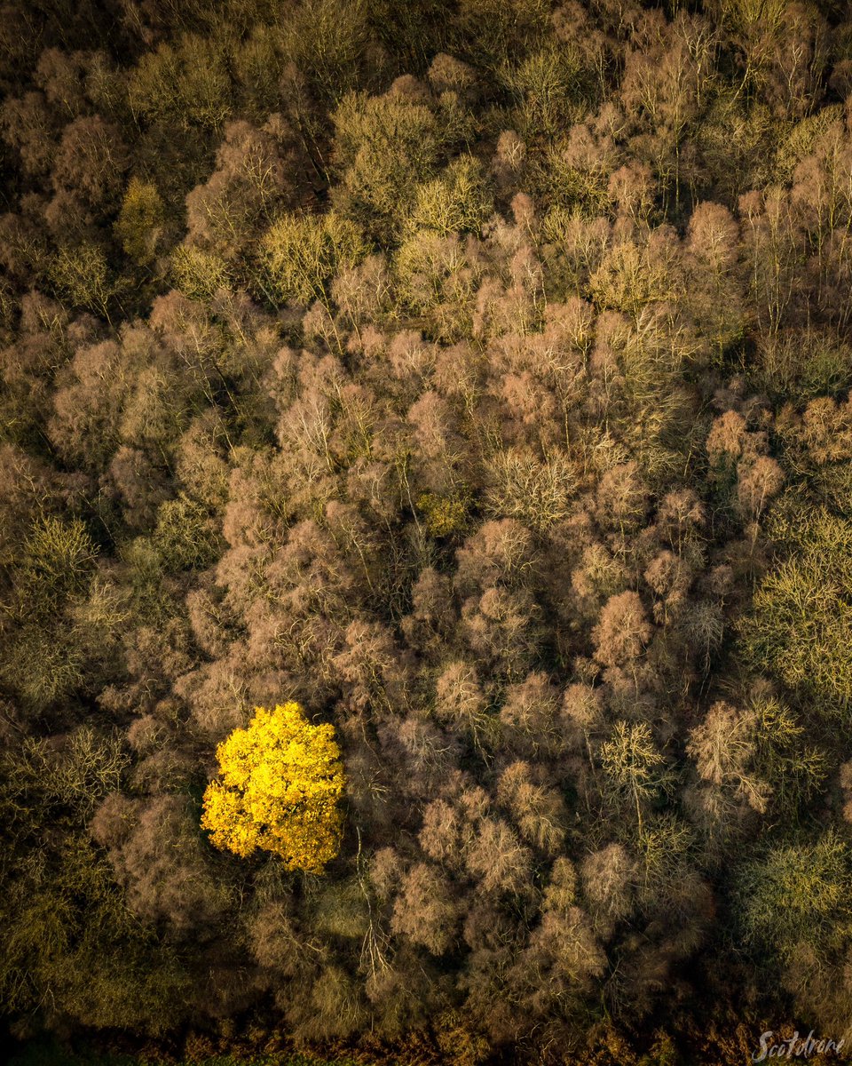 scotdrone's tweet photo. Stand out from the crowd 😊
#drone #muiravonside #falkirk #visitfalkirk https://t.co/YLVz9WoTiQ